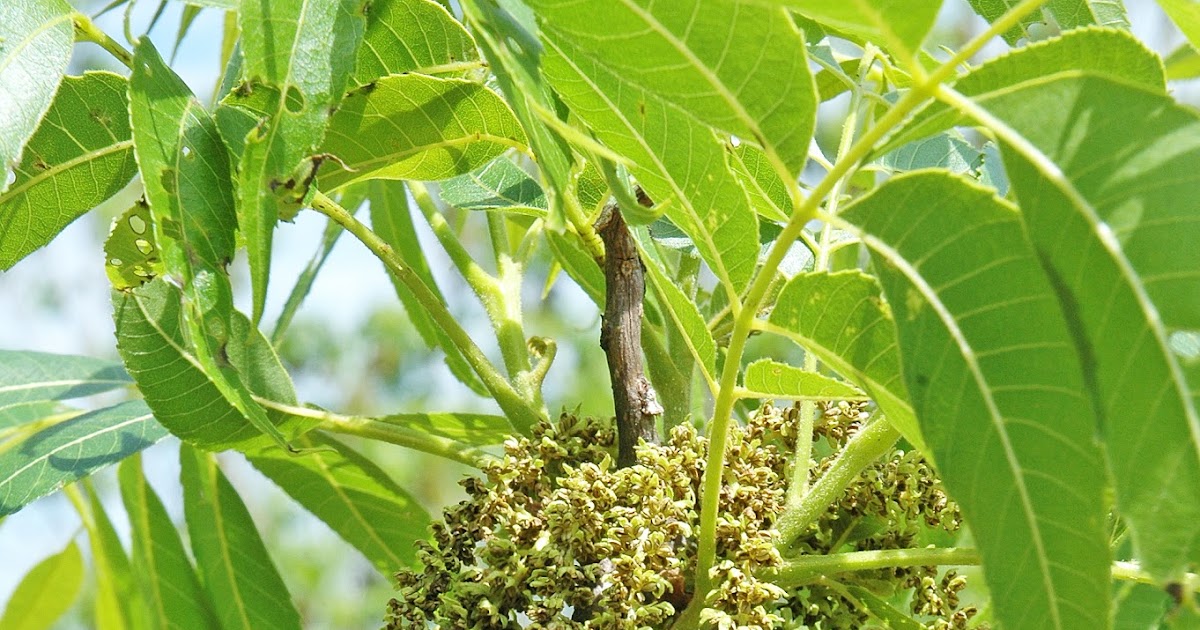 Northern Pecans Midway through pecan pollination season