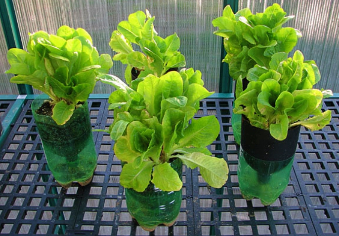 Inilah Cara Bertanam Hidroponik Pemula Cara Tanam Hidroponik