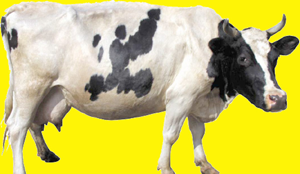 cow-is-the-personality-of-the-year-by-yahoo-search