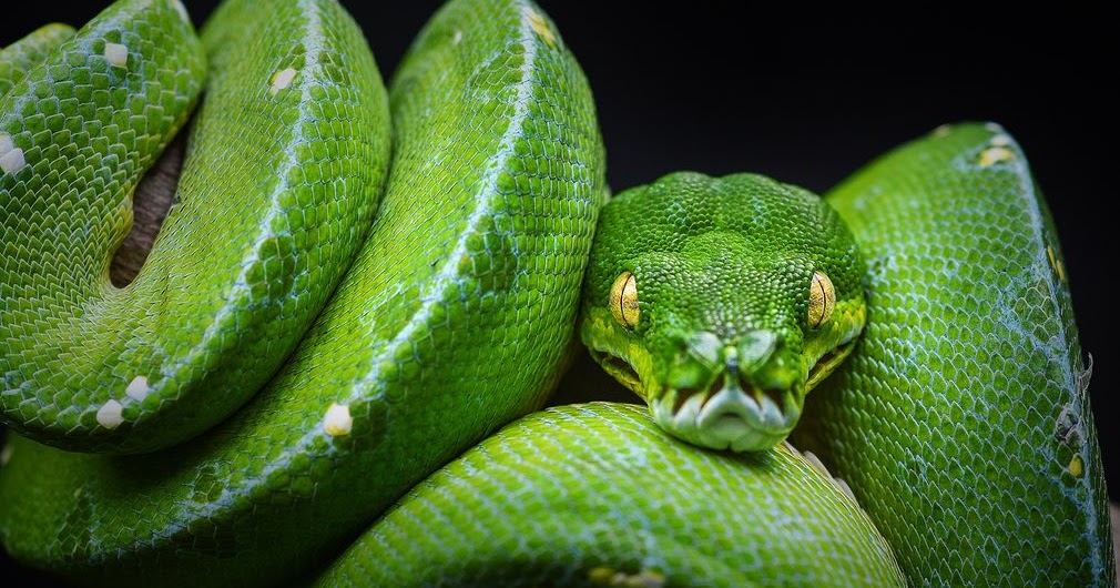 TYWKIWDBI ("Tai-Wiki-Widbee"): Morelia viridis (green tree python)