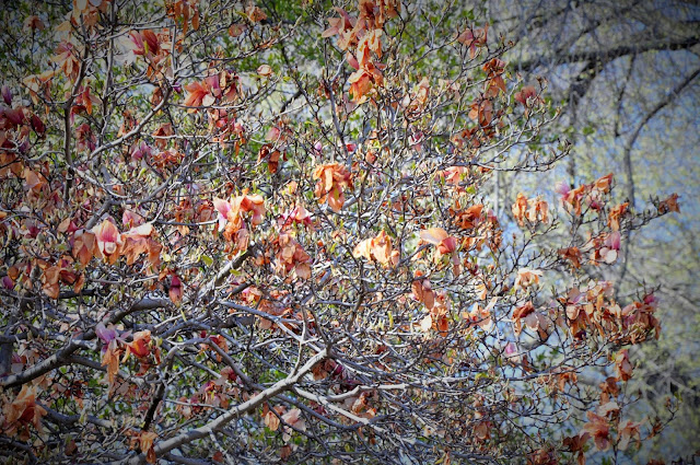 _DSC0214%2B%25282%2529.JPG