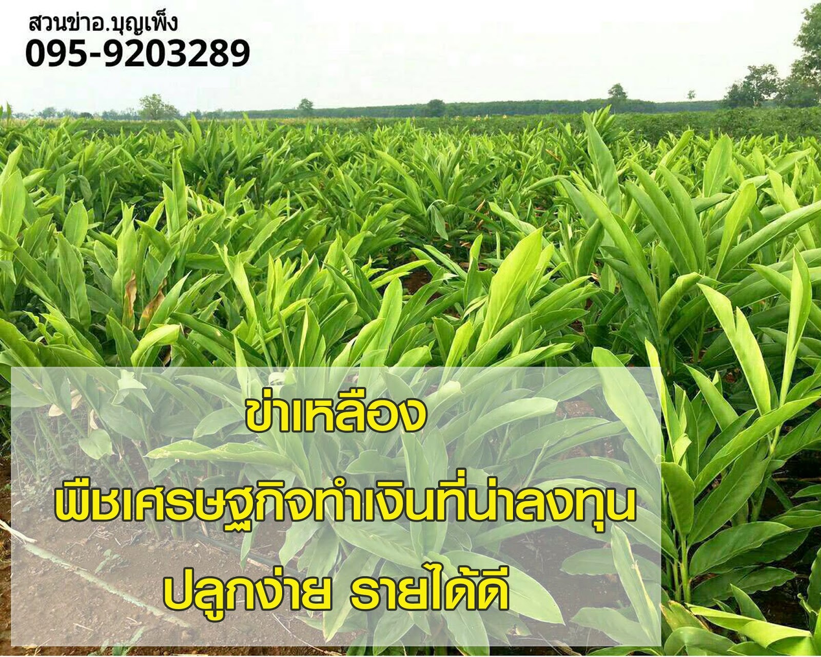 ขายต้นพันธุ์ข่าเหลืองและรับซื้อข่าเหลืองอ่อน-แก่จำนวนมาก: สวนข่าเหลือง ...