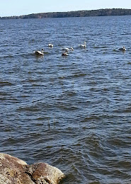 Six swans .....