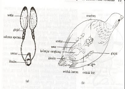 Laporan biologi Sistem Organ Pada Hewan - Blog Kimia dan ...