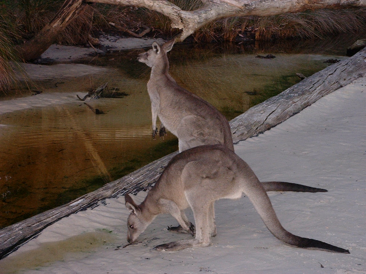 Кенгуру шимпанзе. Род существительных кенгуру. Половые органы шимпанзе. Кенгуру шимпанзе. Несклоняемые существительные.