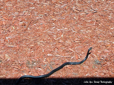 Black Rat Snake - Leesburg, Florida Black Rat Snake - Leesburg, Florida