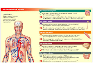 Human System Interactions: Circulatory System