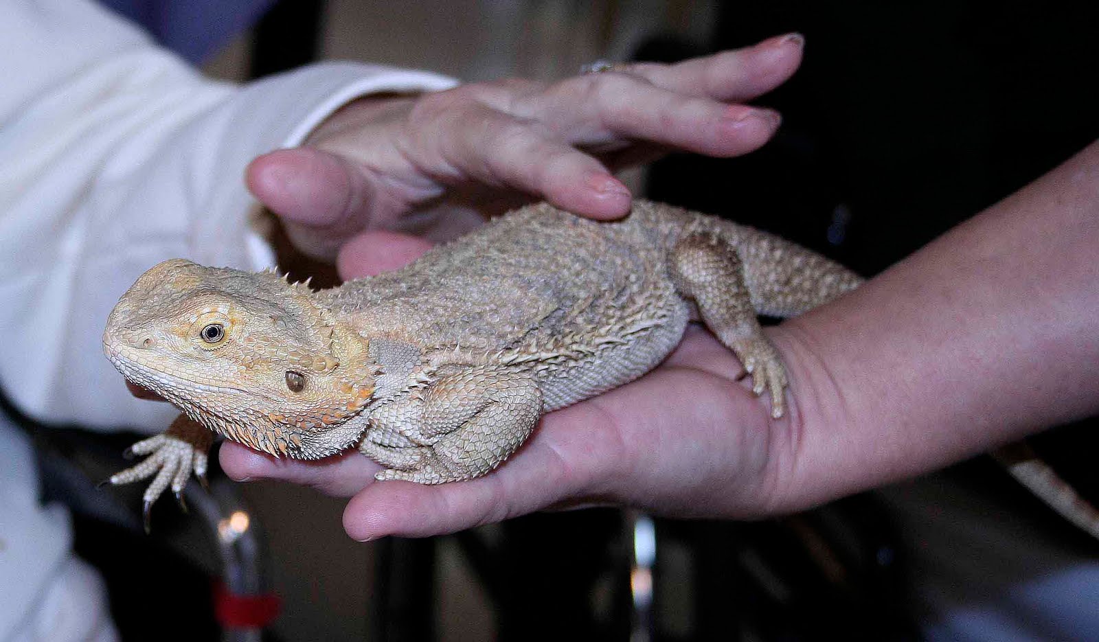 bearded-dragon-pouch-1.jpg