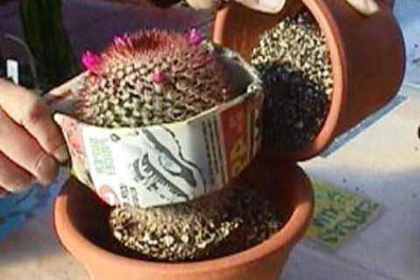 Приспособление для пересадки кактусов. Дренаж для кактуса. Посадка кактуса в горшок. Кактус перчатка. В какой горшок сажать кактус.