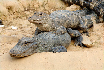 Alligators Mating Video |Wild Animal|Funny Animal|Mating Videos|Pictures