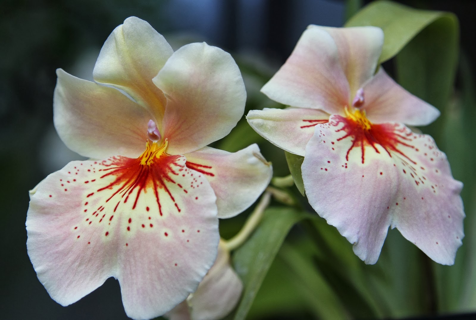 Blok888 Top 10 Most Exotic Flowers in the world 1