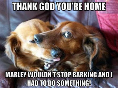 Funny dog pictures : He would not stop barking?
