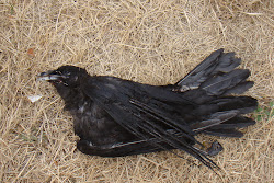 do birds die while flying 4