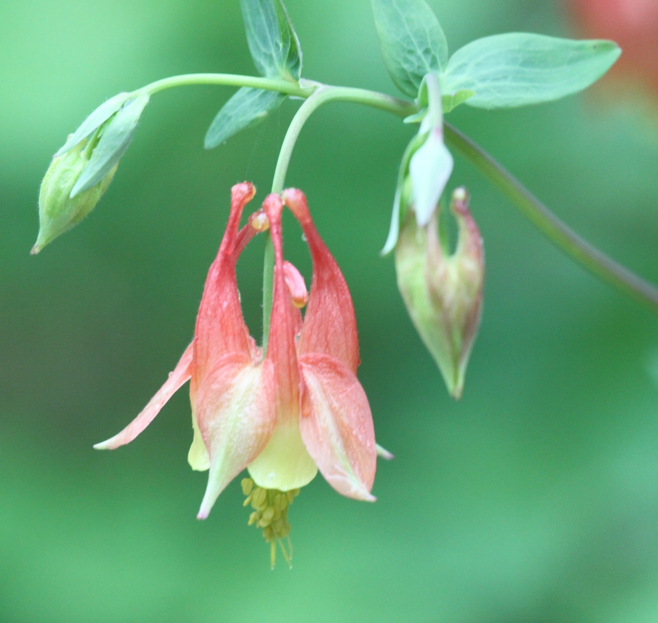 Kalamazoo Seasons May wildflowers