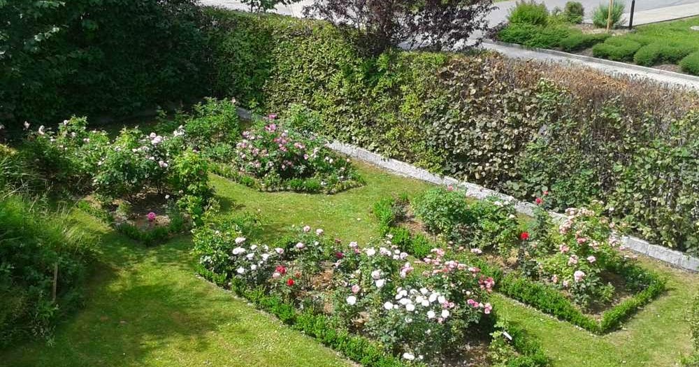 Tolle Gartentipps Buchsbaum Zeitgleich Mit Den Rosen Schneiden