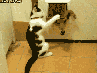 [Image: funny-cat-gif-webareala-1.gif]