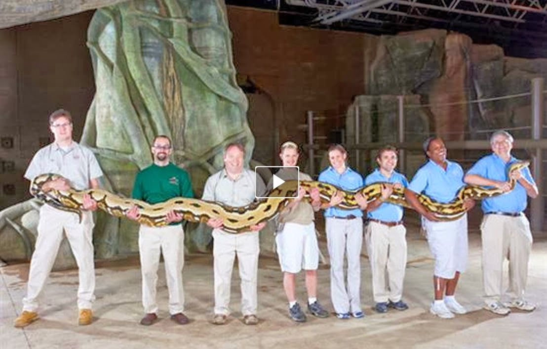 Guinness Worlds Largest Snake in Captivity in the world Watch It