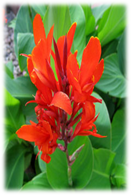 10+ Gambar Bunga Tasbih Dan Bagian Bagiannya - Galeri Bunga HD