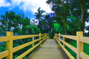 Boardwalk of Eco-Adventure Trail Picnic Grove Tagaytay