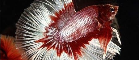 Gambar Ikan Hias yang Populer Dipelihara Sekarang Ini