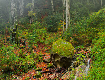 Magic forest - Bosque mágico (4 photos)
