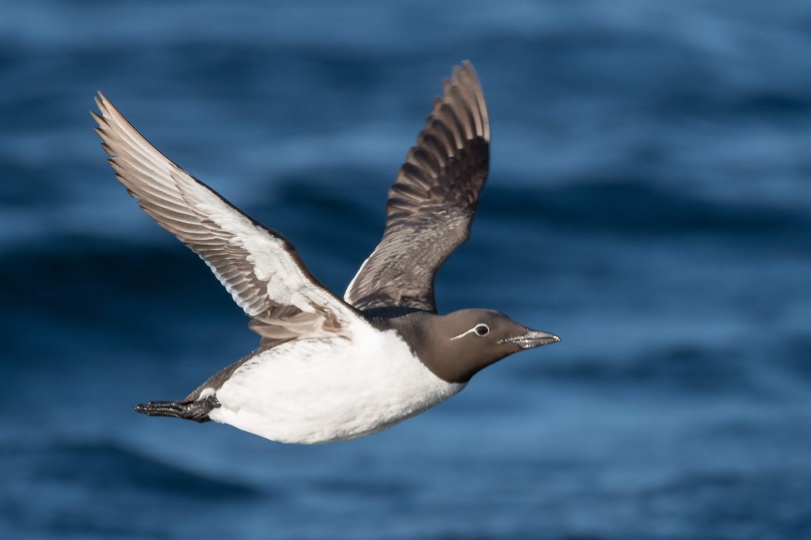 Common Murre Common Murre