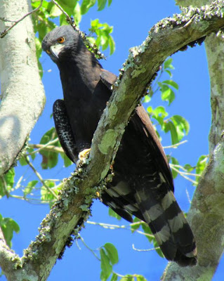 aguilas en argentina Águila crestuda negra Spizaetus tyrannus