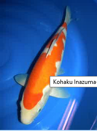 Jenis Ikan Koi Kohaku inazuma kohaku