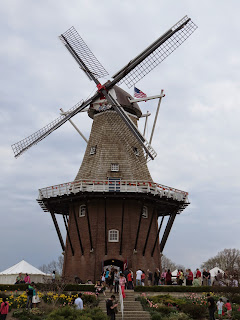 Photo of Among the Dutch- Holland 13/20 by Saakshi Kumar