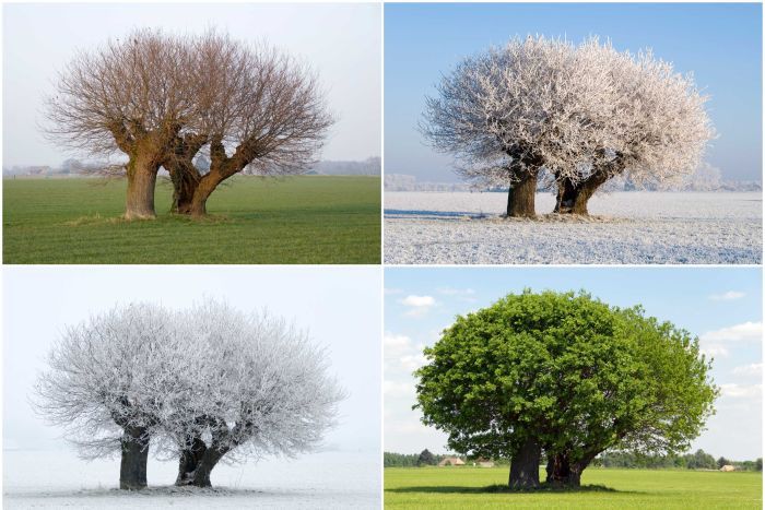 Animasi Gerak Semu Tahunan Matahari - Guru Geografi