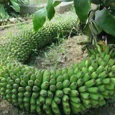 Subhanallah, Tanaman-tanaman Ini Tumbuh di Luar Nalar Manusia