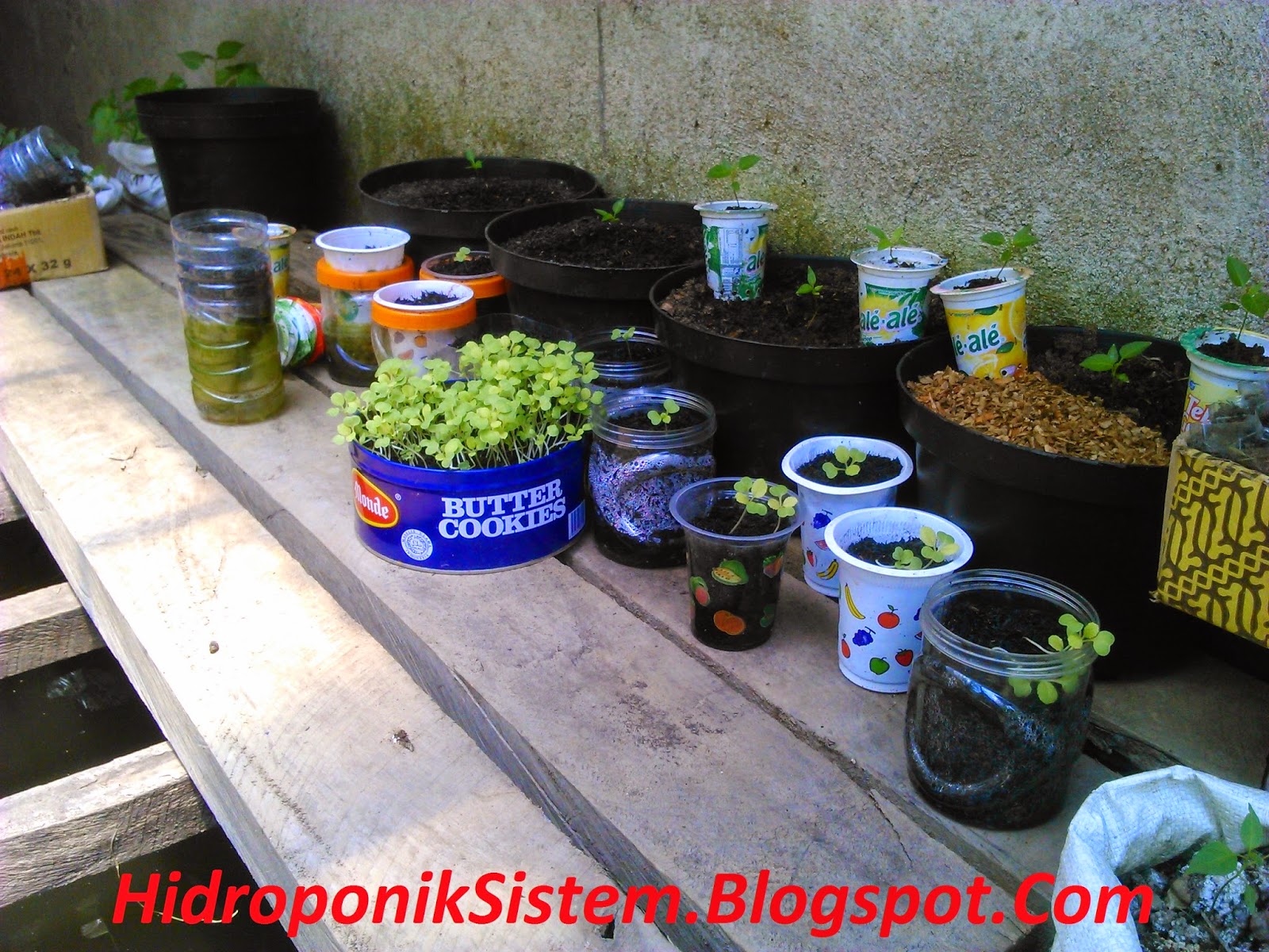 Kelebihan Sistem Hidroponik / Back to Nature: BERCOCOK TANAM SISTEM