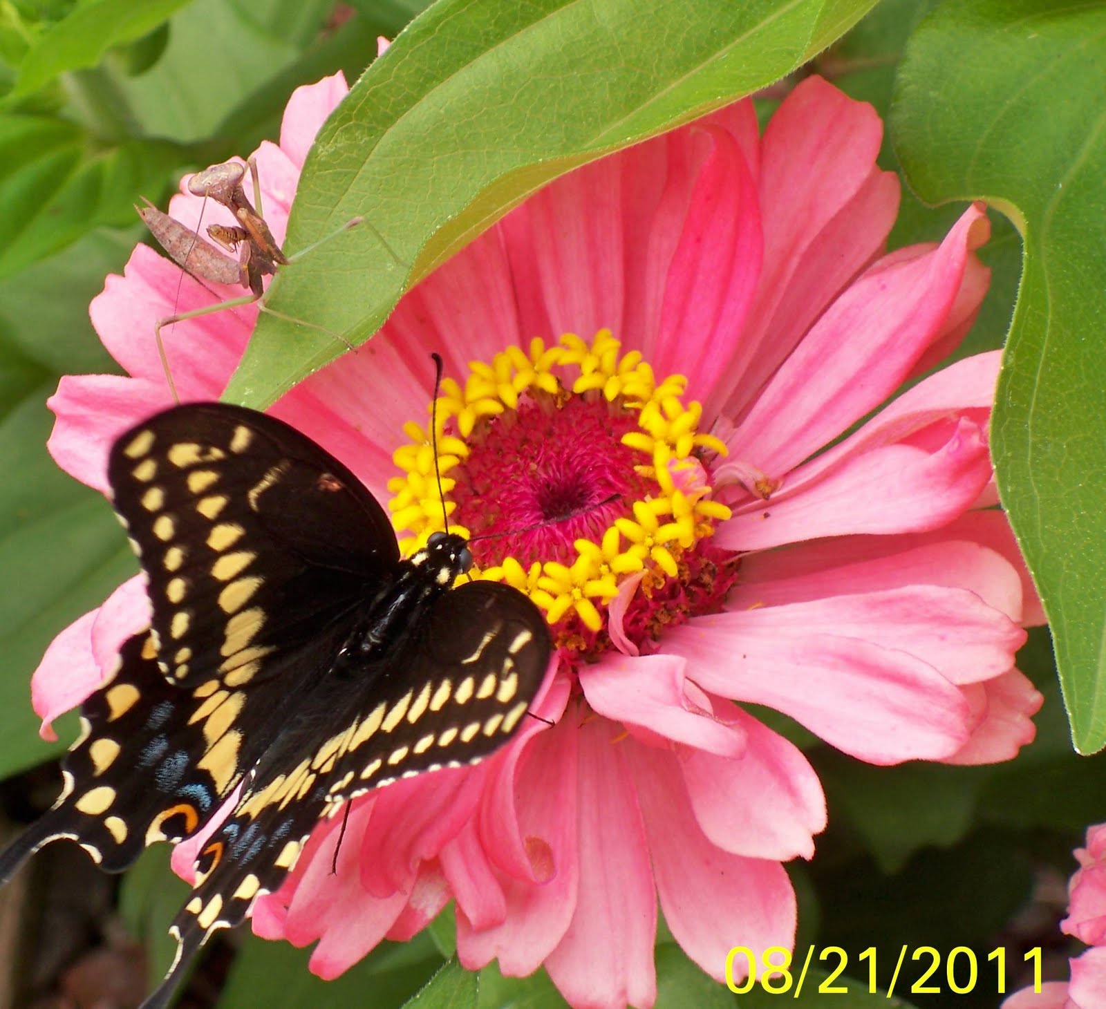 Tales From the Mountainside Butterflies and Zinnias