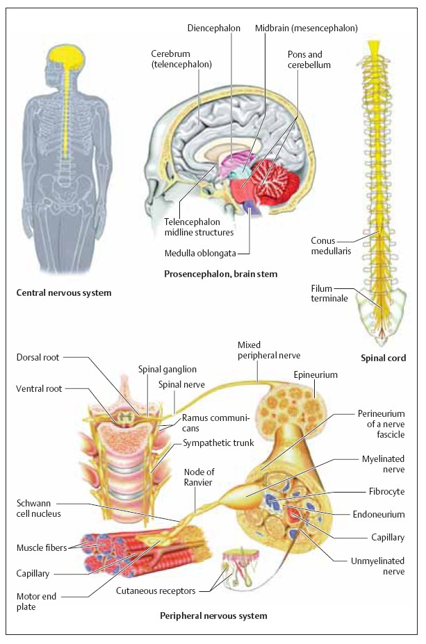 Neurology Center: Peripheral Nervous System (PNS)