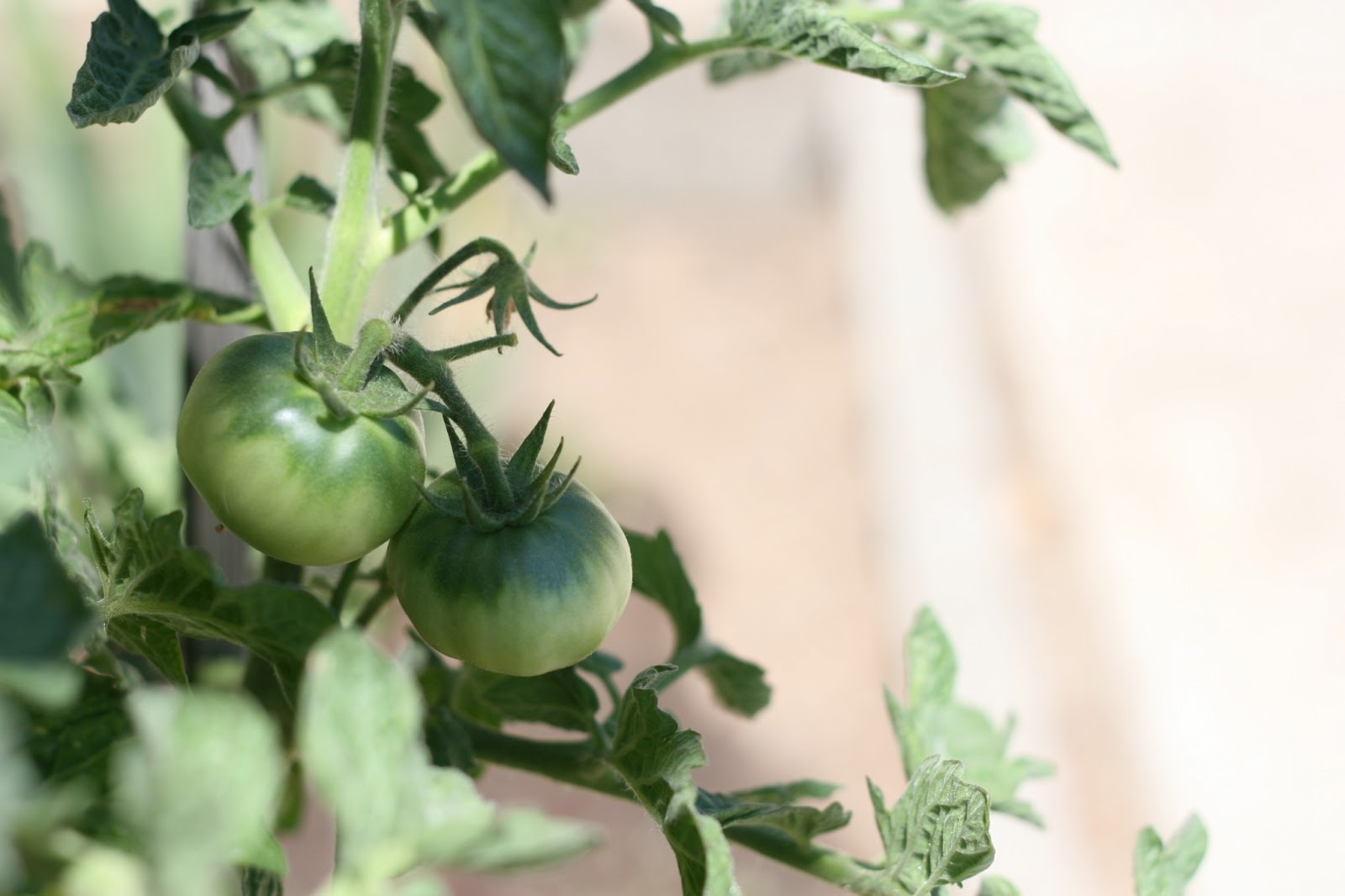 Little Bites of Sunshine Week 7 Bell Peppers & Patio Tomatoes