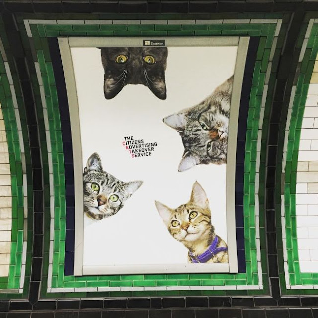 фото котов из приюта вместо рекламы на станции метро