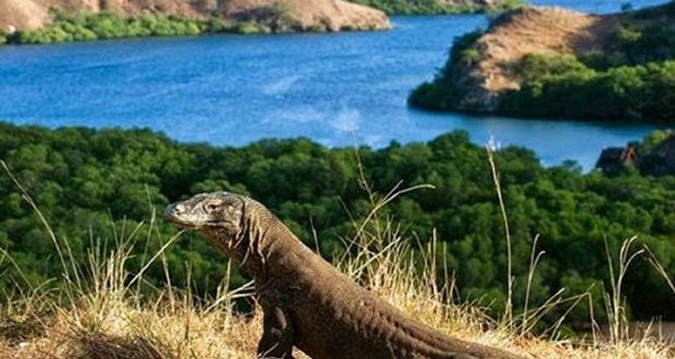 5 Keunikan Pulau Komodo Sebagai 7 Keajaiban Alam Dunia