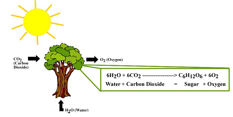  Proses  Terjadinya Fotosintesis  pada Tumbuhan Hijau Reaksi 
