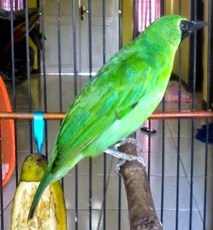 Harga Burung Cucak Ijo Bakalan Banyuwangi Salam Gacor