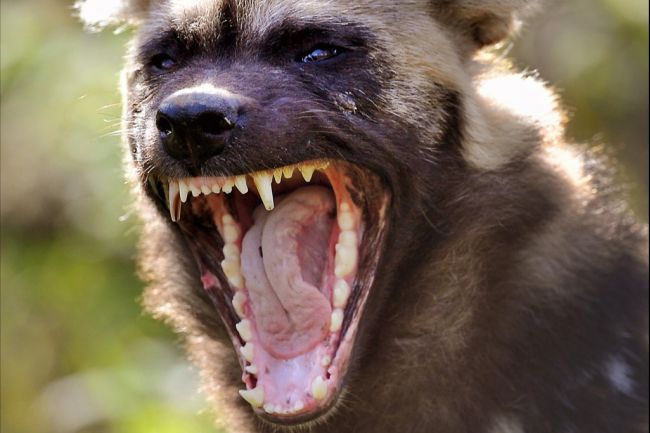 Wild dogs kill 4 in Mexico City park 
