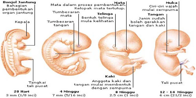 Bahaya Gusi Bernanah, Mulai dari Nyeri Biasa Hingga Sakit Jantung dan Infeksi Otak Bahaya Gusi Bernanah, Mulai dari Nyeri Biasa Hingga Sakit Jantung dan Infeksi Otak