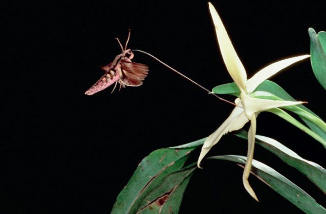 Coevolution: Mutualistic Coevolution Continued...