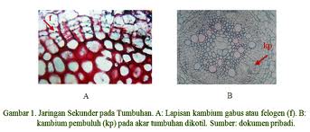 Kambium gabus (felogen)