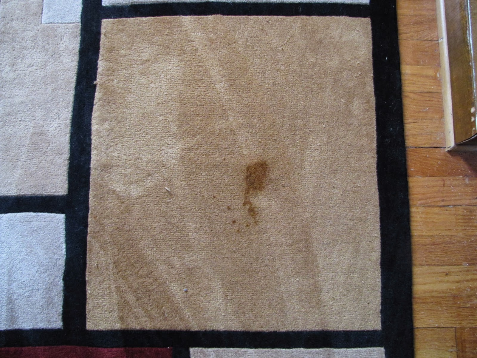 Best Carpet Cleaner And Stain Remover How To Remove Cat Puke Stains