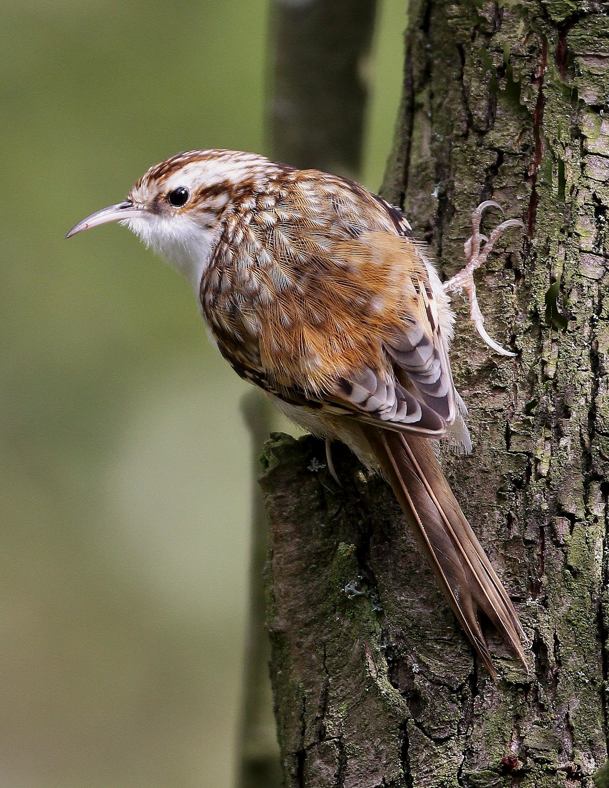 HOWARD'S BIRDSPOT Treecreeper taken at Far Ings. Old Shot from Oct