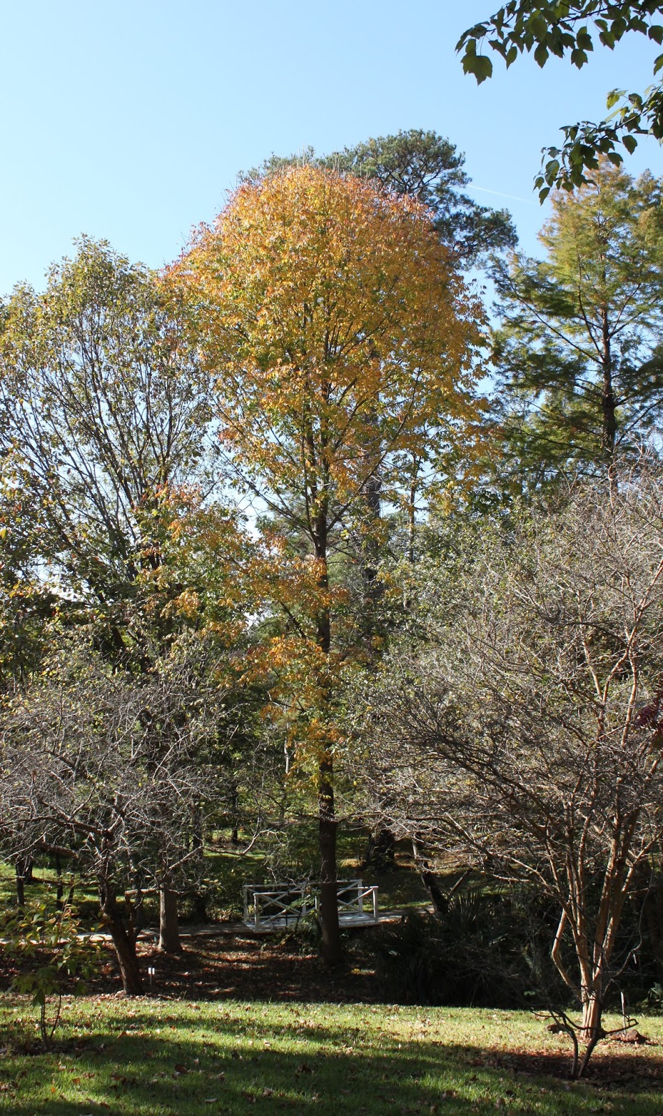 Centenary College Arboretum: Tree of the Week: Carolina Ash (Fraxinus ...
