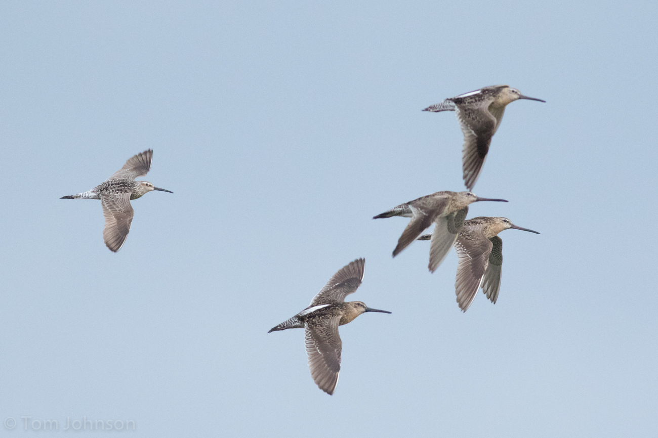 View from the Cape Identifying shorebirds in flight Stilt Sandpiper