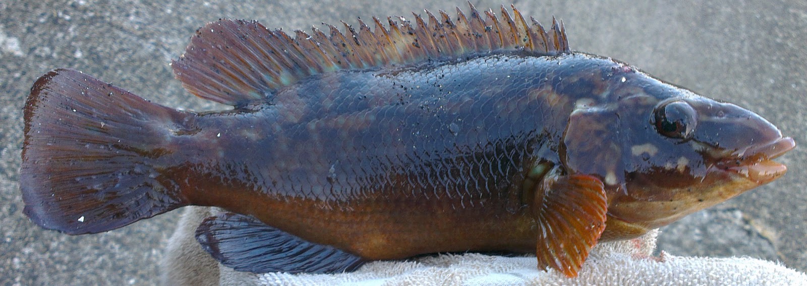 Splash Sport Fishing Tackle and Bait