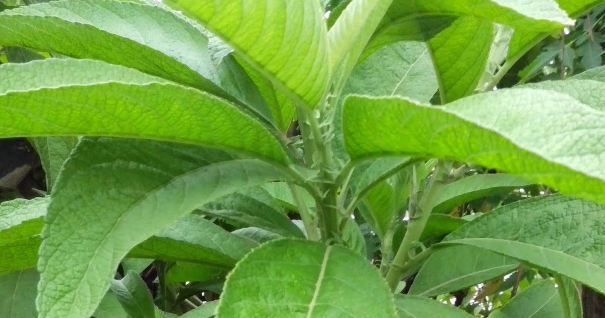 Green Leaf: Sambong
