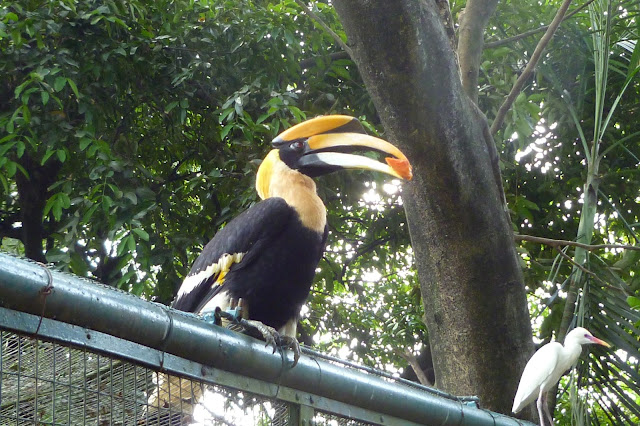 Hornbill w Bird Park